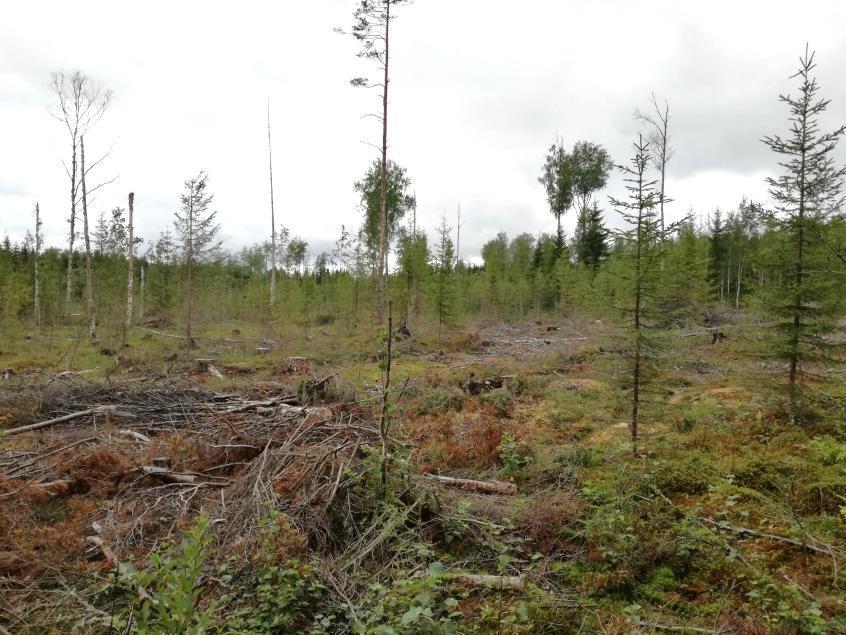 Sammalpeite on yhtenäinen, kenttäkerros puolestaan hyvin vähälajinen ja harva.