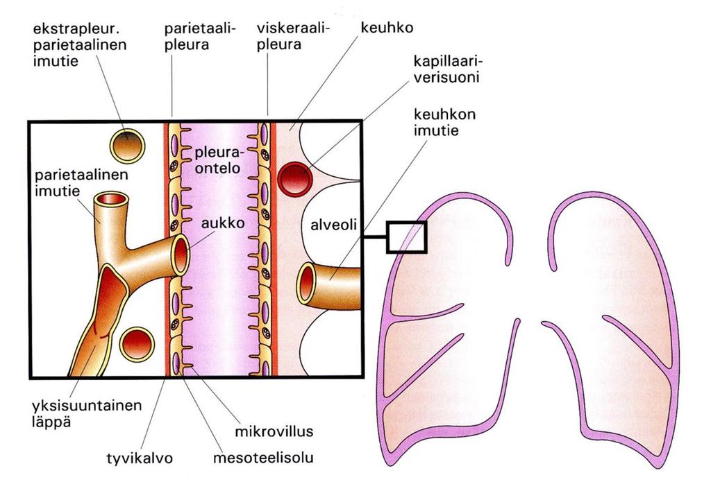 Eksudaatti Syntyy, kun parietaalipleuran kapillaarien läpäisevyys