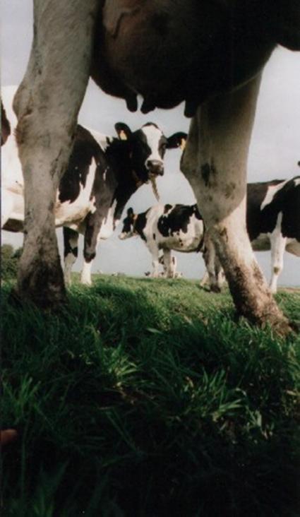 Enemmän maitoa, enemmän tuloa? 3 ryhmää Matala Keskitaso Korkea Maitoa / lehmä / vuosi (kg) 7.270 8.030 8.
