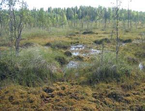 suovalkku (Hammarbya paludosa), pitkälehtikihokki (Drosera longifolia) ja juurtosara (Carex chordorrhiza). Poutunsuon tuntuman linnustoon kuuluvat mm.
