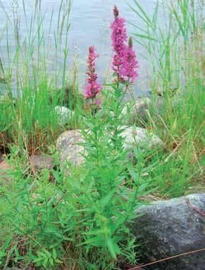 Kuvat: Karri Jutila Punakukkainen rantakukka (Lythrum salicaria) ja keltakukkainen ranta-alpi (Lysimachia vulgaris) ovat monien tuntemia rantakasveja. (Lychnis viscaria).