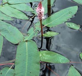 Kuvat: Karri Jutila Rehevyyttä indikoiva kellulehtinen vesitatar (Persicaria amphibia) ja harvinainen uposkasvi poimuvita (Potamogeton crispus) kuuluvat Tuuloksen vesikasvilajistoon. ki.