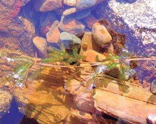 Pyhäjärven kalastoon kuuluvat ahven (Perca fluviatilis), kiiski (Gymnocephalus cernuus), hauki (Esox lucius), kuore (Osmerus eperlanus), muikku (Coregonus albula), siika (C.