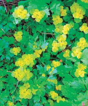 (Fontinalis antipyrectica). Puronvarren lehdossa kasvaa metsälehmuskin. Ylinen Kyynärö on luonnontilaisuutensa ansiosta arvokas ja edustava suolampi.