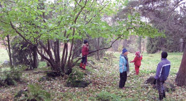 Kuva: Karri Jutila Luontoretkeläisiä syksyisen pähkinäpensaan (Corylus avellana) kupeessa Laurinkalliolla.