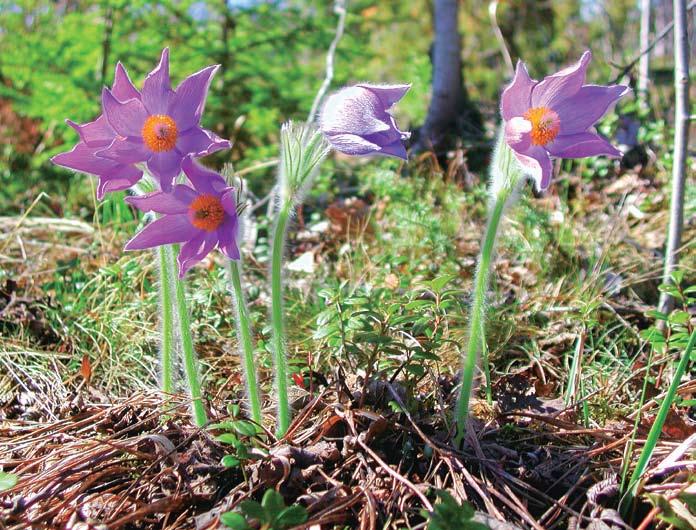 Kuva: Karri Jutila Puhdas hämeenkylmänkukka (Pulsatilla patens) kukassa Hevospierettämänmäessä.