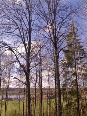 kulttuuri-, metsä- ja järvimaisemaan.