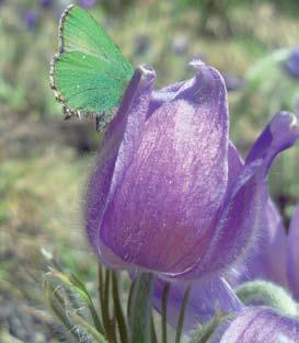 matara (Galium verum), ruusuruoho, peurankello, ketoneilikka (Dianthus deltoides) ja mäkitervakko. Kohde on kuitenkin pitkälti menettänyt perinnemaisema-arvonsa.