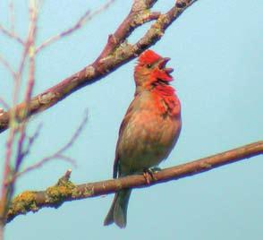 punavarpuskoiras (Carpodacus