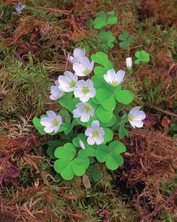 Käenkaali (Oxalis acetosella) on tavallisimpia lehtojen ja lehtomaisten metsien ruohoja.
