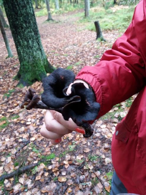 Toiminnan arviointi ja kehittäminen Havainnoimme ja osallistumme lasten leikkiin.