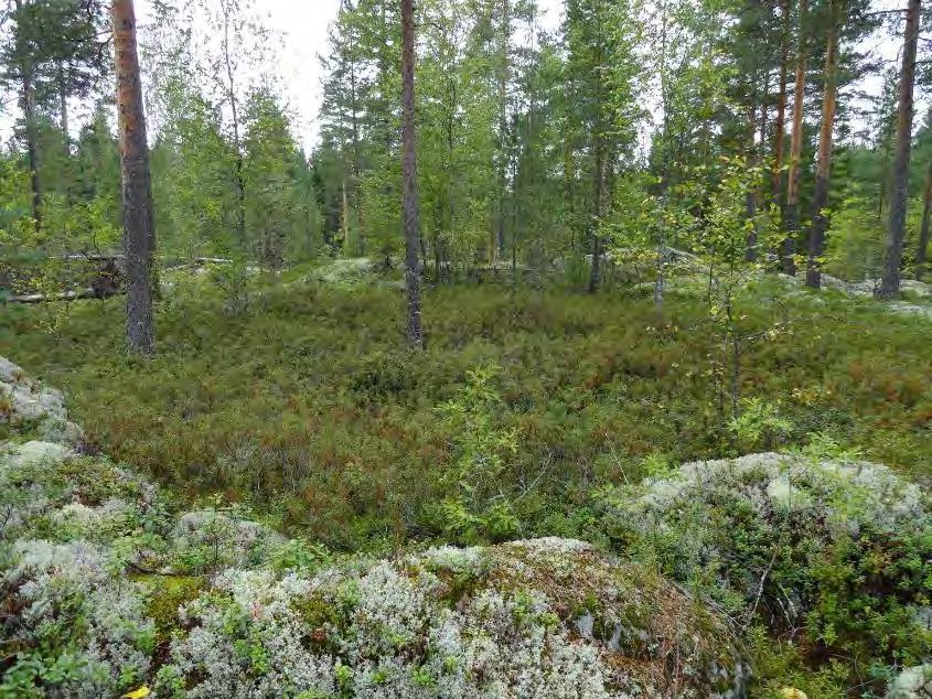 9 Isovarpuräme Rantakallio 3.1.