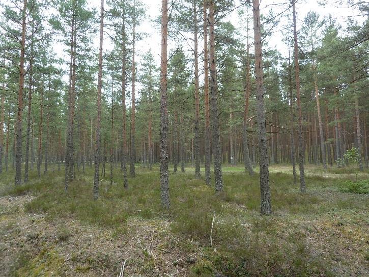 Metsät koostuvat eri-ikäisistä