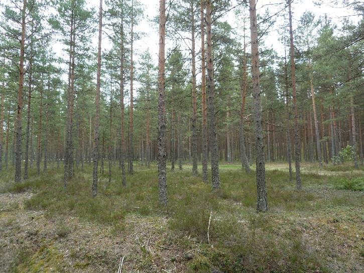 Metsät koostuvat eri-ikäisistä