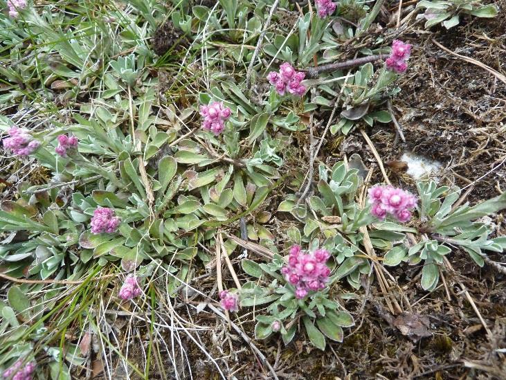 Hangon kaupunki 8 (10) 1.6.2017 f Kuva 10. Selvitysalueen lajistoa.