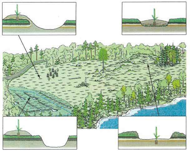 MetsänOmistaja 2/2016 5 Miksi maata muokataan? Maanmuokkausmenetelmän valinta on yksi tärkeimpiä päätöksiä uudistamistulosta silmällä pitäen.