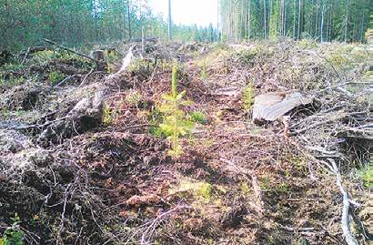 Maanmuokkaus parantaa siementen itävyyttä ja maaperän tärkeimpiä ominaisuuksia ja turvaa taimien kasvun. Uudistaminen onnistuu suuremmalla todennäköisyydellä ja taimien kehitys nopeutuu.
