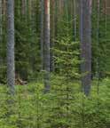 Kun metsänomistaja päättää uudistaa metsänsä, on hänen myös päätettävä, miten uudistaminen tehdään.
