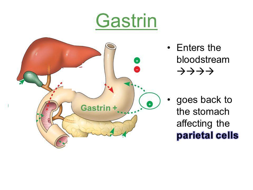 Gastriini Mahaportin sopen ja pohjukaissuolen limakalvojen epiteemisoluista Saa mahalaukun limakalvon solut erittämään suolahappoa mahanesteeseen.