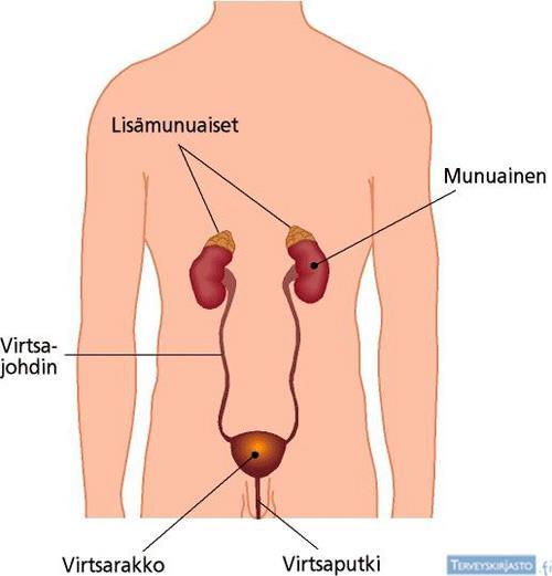 13 3 MUNUAISET JA VAJAATOIMINTAA AIHEUTTAVAT MUNUAISSAIRAUDET Munuaisten tärkeimpänä tehtävänä elimistössä on veren puhdistaminen.