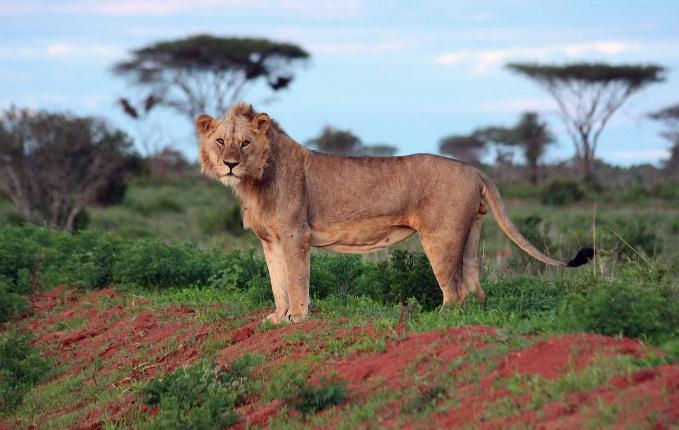 ihastuttavat safarimatkailijaa Nairobi - Amboseli - Länsi-Tsavo -