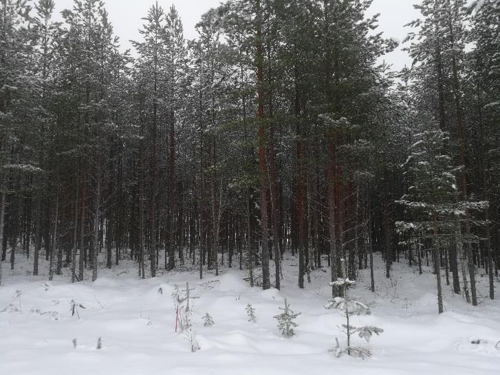 Alueet metsät ovat vähälajisia eikä alueella ole vesistöjä tai soita. Suunnittelualue on enimmäkseen mäntyvaltaista metsää.