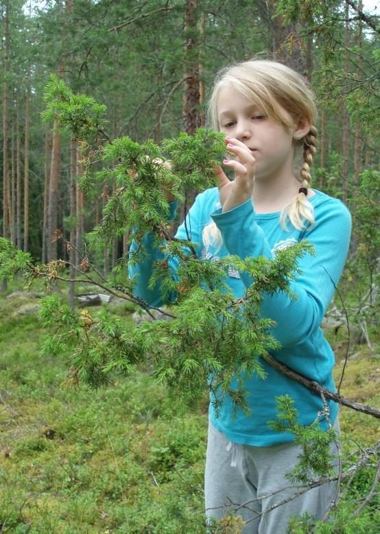 Jan Segerstam / WWF-Finland Metsät & ilmasto Yhteiskunnalliset ajurit metsäsektorilla 1/2 Massa- ja paperiteollisuuden rakennemuutos Kuitupuun kysyntä laskee