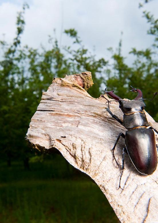 Wild Wonders of Europe /Niall Benvie / WWF Metsät & Ilmasto Energiapuun korjuu 1.