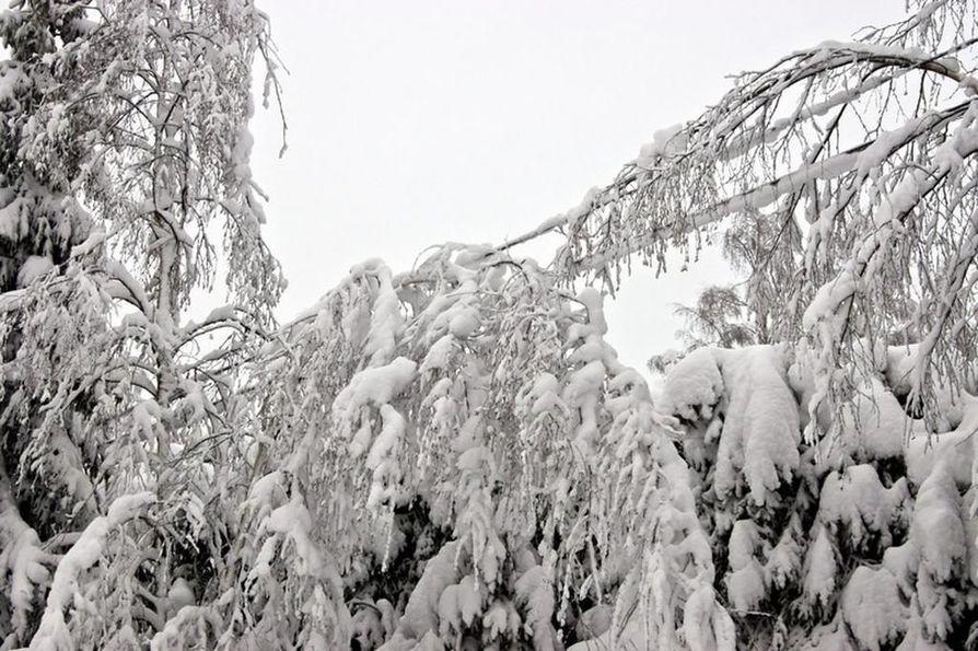 ?? KAINUU PYYTÄÄ