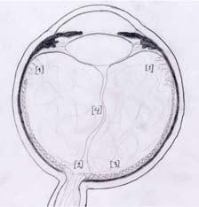 Sikiöaikaisten verisuonten kulku näkyy lasiaisen keskellä hentona ääriviivana, joka ulottuu näköhermon päästä linssin taakse (Cloquet n kanava) (4). pimeänä hämärässä huoneessa.
