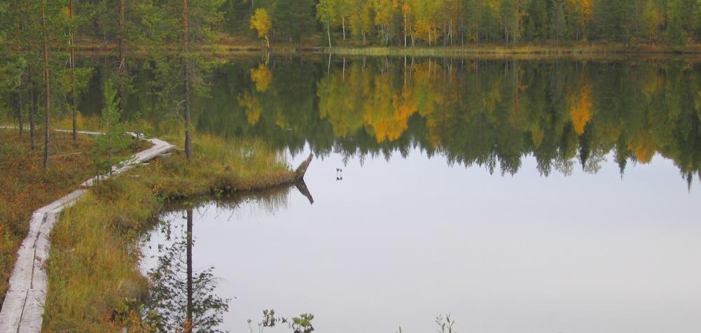 Liiketoiminnan kehittyminen Liiketoiminnan osuus kasvanut 80-85 %:iin tuotoista Liiketoiminnan kehittyminen näkyy metsänomistajille: +Entistä aktiivisempi yhteydenpito +Puuta lisää tarjolle