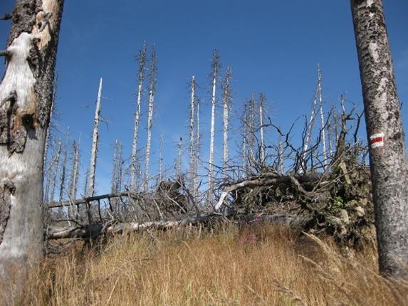 SO 2 -vaikutukset rakennettuun ympäristöön Rikkidioksidilla on kielteisiä vaikutuksia rakennettuun ympäristöön historiallisten muistomerkkien huononemisen vuoksi, koska kalsium- ja