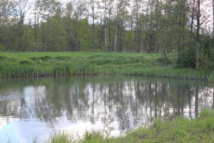 Suunnittelualueen peltoaluetta (Kuva: Marika Vahekoski) Alueen metsissä pääpuulajina on mänty. Ranta-alue on muokattua luonnonympäristöä, jossa sijaitsee Kalliolan pumppaamoalue.