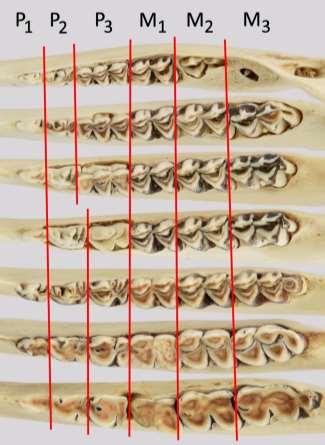 Nuorilla valkohäntäpeuroilla poskihampaiden pinta on teräväreunainen, mutta vuosien myötä pinnasta tulee yhä tasaisempi ja hampaiden erottuva vaaleanruskea hammasluu on yhä leveämpi.