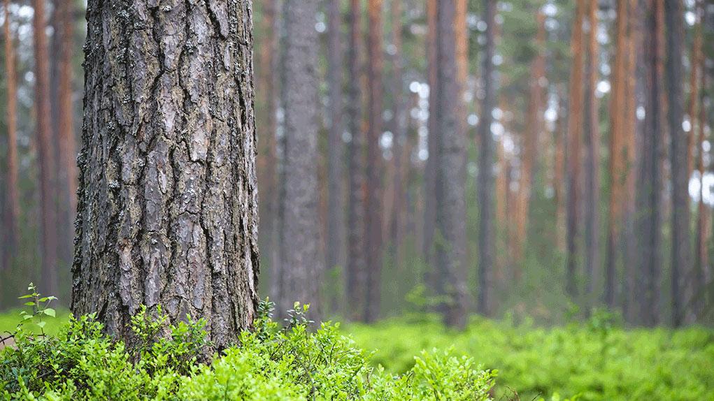 Sisältö Metsänhoitotyöt Luonnonhoito Hakkuut ja käyttö