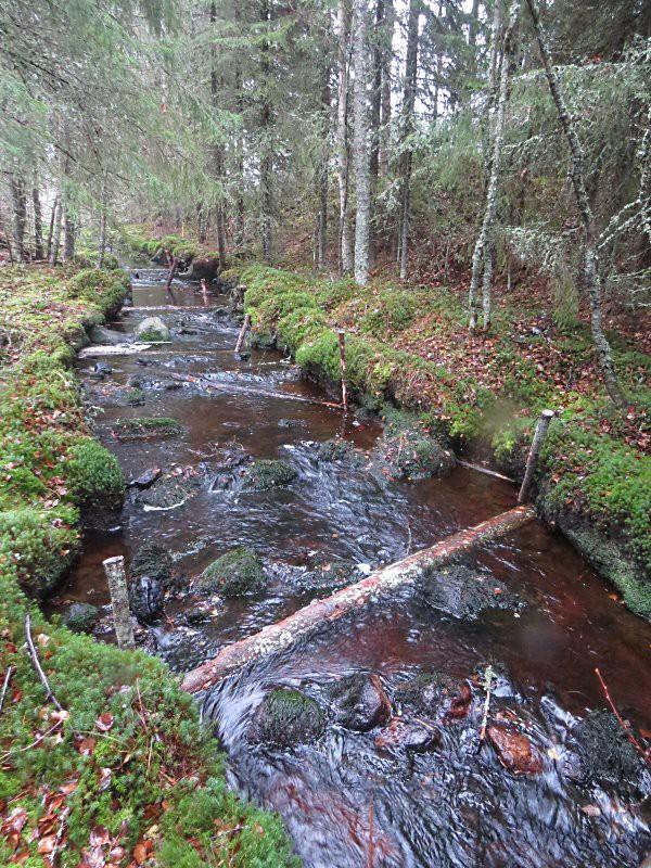 Kortesnevan metsätien yläpuolista virta-aluetta, johon lisättiin puusuisteita pitämään pienet syvännekuopat