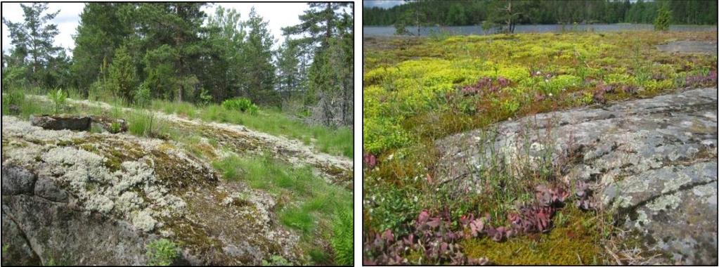 Lappeenrannan keskustaajaman osayleiskaava Läntinen osa-alue Kaavaselostus 34 huomioon liito-oravien liikkumisyhteydet. Alueella on monipuolinen lehtolinnusto. 54.Kuusimäen noro.
