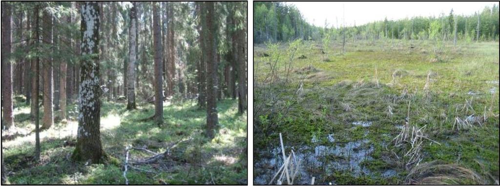 Lappeenrannan keskustaajaman osayleiskaava Läntinen osa-alue Kaavaselostus 36 Kuvat 14 ja 15. Pitkänotkon liito-oravametsää ja Kapiasuon puutonta nevaa. 71.Munteronsuon pohjoinen noro ja korpi.