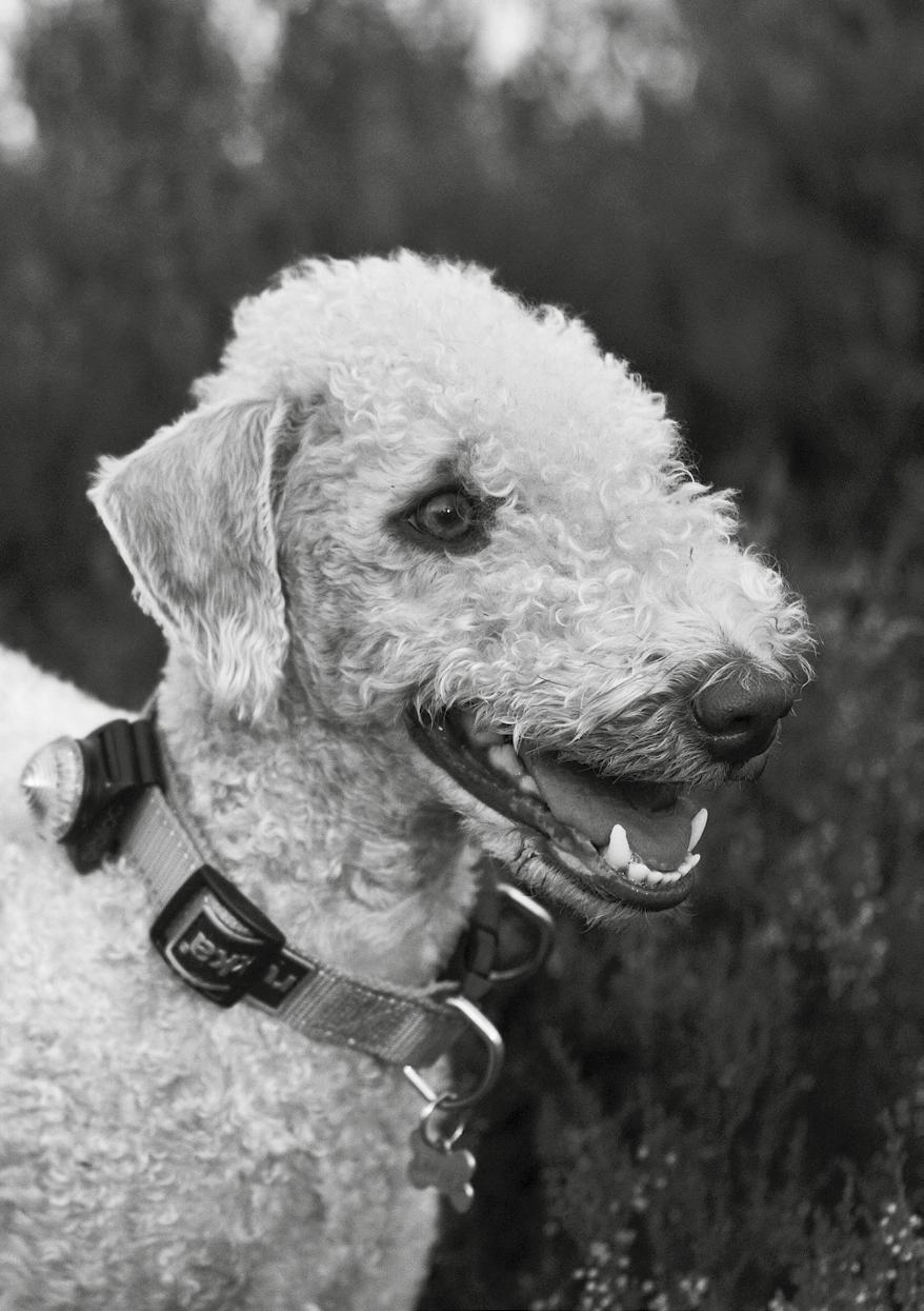 Bedlington