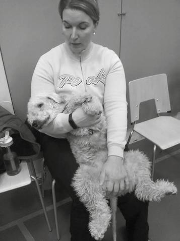 Saimme säännöllisiä kuvapäivityksiä ja tietoa pentujen kehittymisestä. Ella teki hyvin pian selväksi, että ei koiran hankinnasta omaan perheeseemme, ei bedlington ollut lainkaan vaihtoehtona.