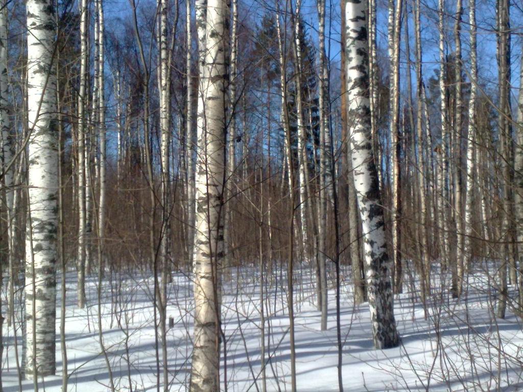 Eri-ikäistä hieskoivikkoa Turvemaiden