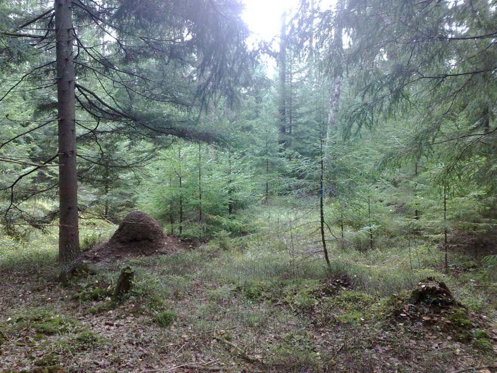 Eri-ikäismetsätalous yksi jatkuvan kasvatuksen muoto Plenterwald Uneven-aged management Paljon pieniä puita ja vähän isoja, laskeva läpimittajakauma