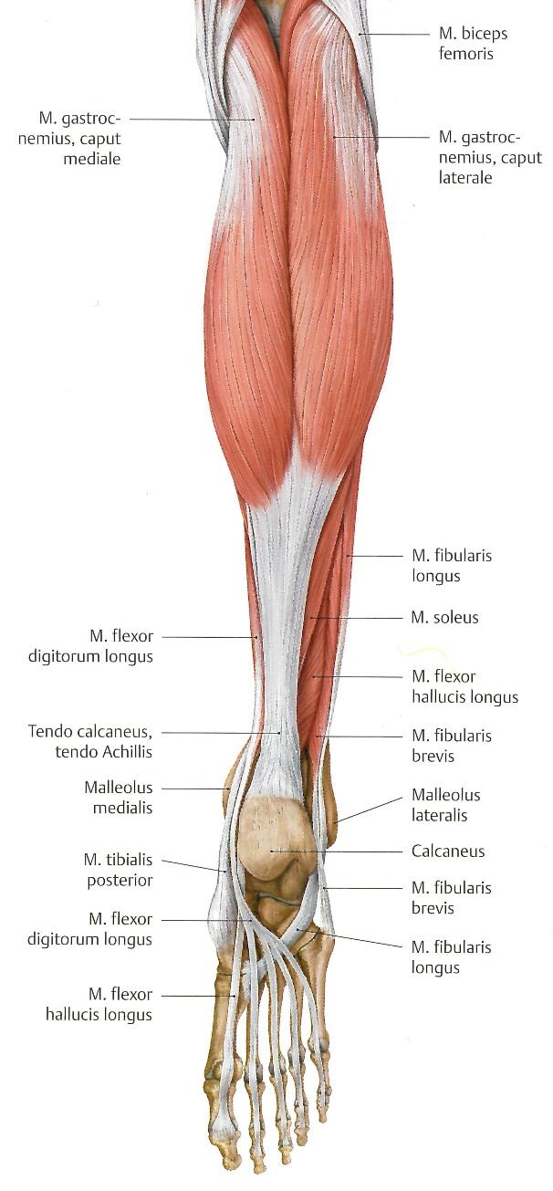 gastrocnemius), leveä kantalihas (m. soleus) sekä hoikka kantalihas (m. plantaris). Nämä lihakset ovat jalkaterän voimakkaimmat ojentajat (plantaarifleksorit).