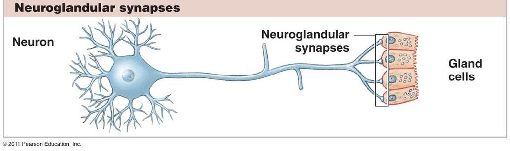 Hermosolun rakenne Synapsi on presynaptisen hermosolun ja postsynaptisen solun (esim.