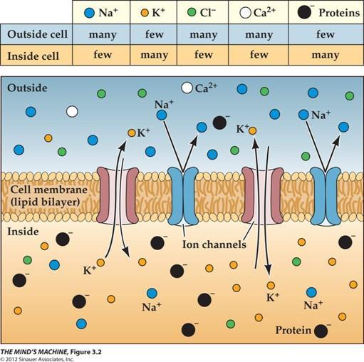 Hermosolun rakenne Solukalvo ja lepojännite Hermosolua ympäröi solukalvo, jonka ominaisuudet ovat erittäin tärkeitä hermosolun viestinnässä Lipidikaksoiskerros toimii varausten erottelijana