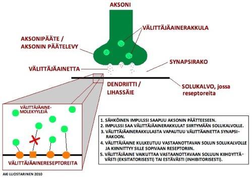 Viestin eteneminen hermosolujen välillä: Synapsi ja välittäjäaineet