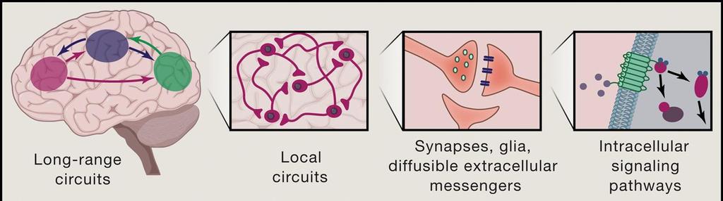 Hermoston viestinnän eri tasot Kuva: Lerner&Deisseroth Cell 2016 Laaja-alaiset hermoverkostot Kappale 4 Paikalliset hermoverkostot Synapsi Välittäjäaineet Välittäjäaineiden reseptorit Aksoni