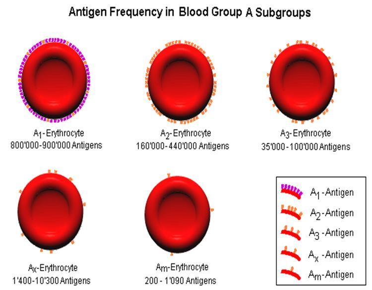 A- ja B-veriryhmien heikot muodot Näitä epäillään, kun punasoluista saatu tulos ei vastaa plasmapuolen tulosta Afinn punasoluista saadaan tulokseksi O, mutta puuttuu anti-aisoagglutiniini Afinn