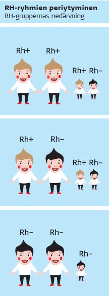 Rh-järjestelmä On veriryhmistä monimuotoisin tunnetaan yli 60 veriryhmätekijää järjestelmän tärkein veriryhmätekijä on D Rh positiivisuus ja Rh negatiivisuus määräytyy RHD-geenin tuottaman