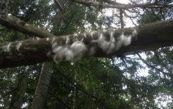 Juhannuskokko oli hieman myöhässä, mutta kun sattui vesi olemaan riittävän alhaalla ja tuulen suunta oikea, ei voinut olla polttamatta.